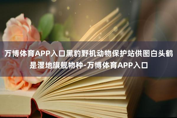 万博体育APP入口黑豹野机动物保护站供图白头鹤是湿地旗舰物种-万博体育APP入口